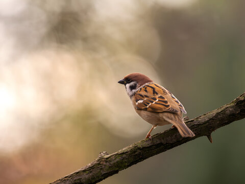 Charming sparrow perched on tree branch in natural setting