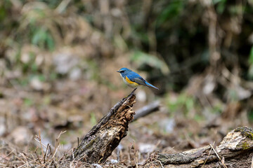朽木にに留まっているルリビタキ