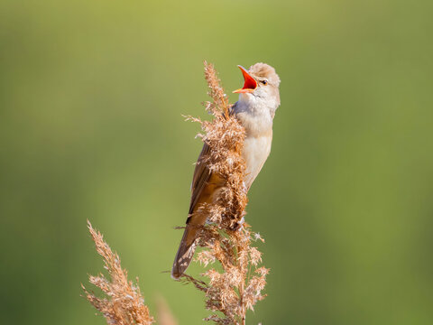 Bird singing on golden wheat stalk against green background