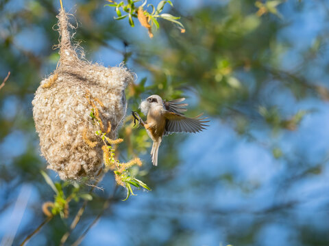 Bird building nest in tree with natural materials