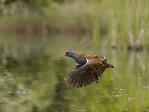 Waterbird flying over serene lake with orange beak