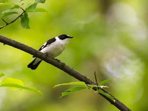 Small white and black bird perched on tree branch with green lea