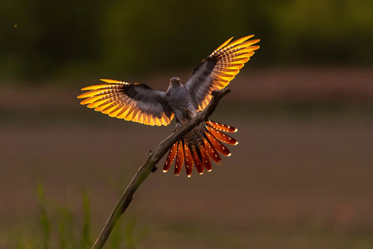 Bird in flight with vibrant orange wings against natural backgro