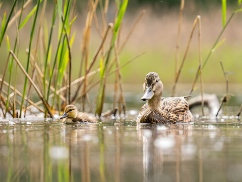 Mother duck swimming with duckling in serene natural setting