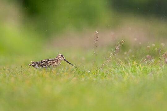 Solitary snipe bird standing in lush green meadow