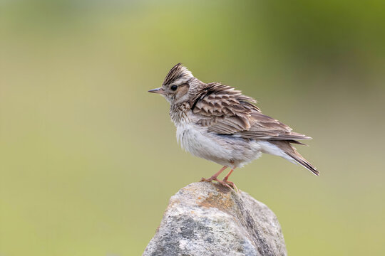 Small bird perched on rock with blurred green background