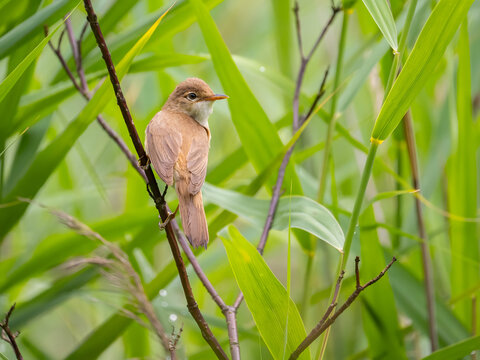 Small brown bird perched on thin branch in lush green foliage