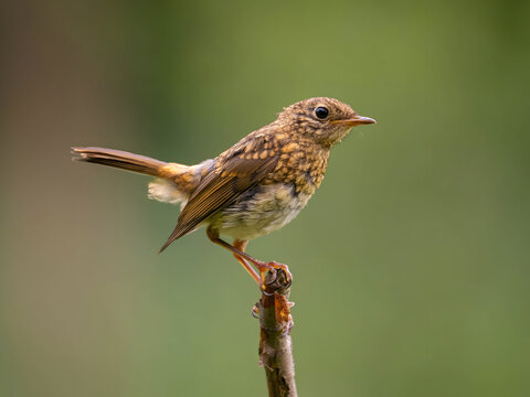 Small brown bird perched on branch against green background