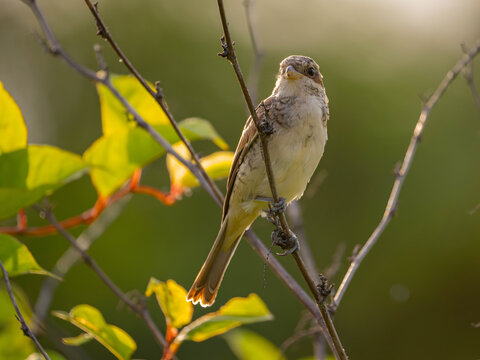 Small bird perched on thin branch with green leaves