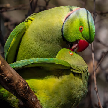 Two green parakeets cuddling and preening each other on branch