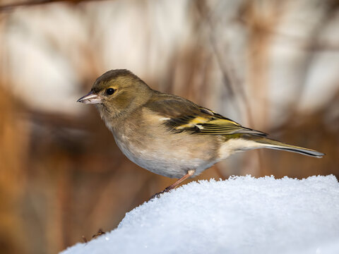 Small bird perched on snow with brown and yellow feathers in win