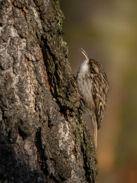 Brown bird perched on tree trunk with white throat patch