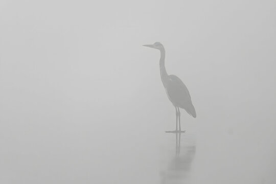 Serene heron standing in misty water landscape