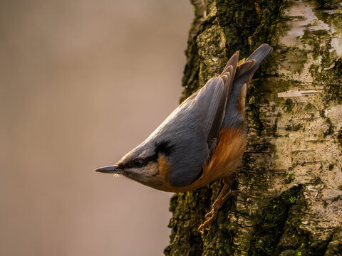 Nuthatch perched on mossy tree trunk in natural habitat