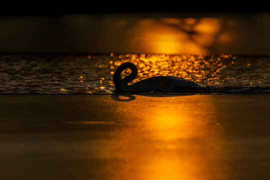 Majestic swan glides across serene lake at sunset with golden li