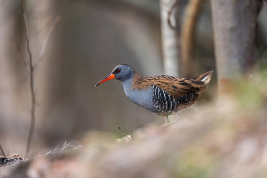 Rare waterbird with vibrant orange beak walking through dense fo