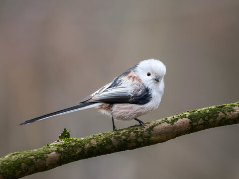 Long tailed tit perched on mossy branch in natural habitat