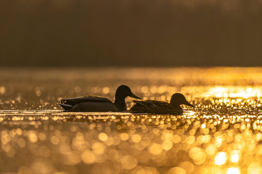 Ducks swimming together in serene golden light on peaceful lake