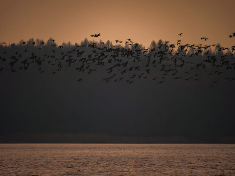 Large flock of birds flying over serene lake at sunset