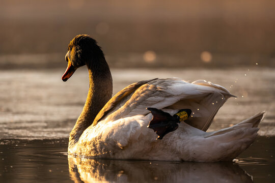 Majestic swan gliding serenely on tranquil water with sunlight r