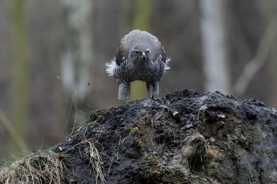 Majestic goshawk perched on rugged forest mound with piercing ga