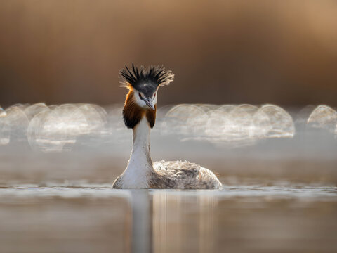 Majestic grebe with distinctive crest swimming in serene water w