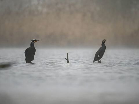 Two cormorants standing in shallow water with serene natural bac