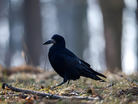Majestic black crow standing on forest floor with blurred trees