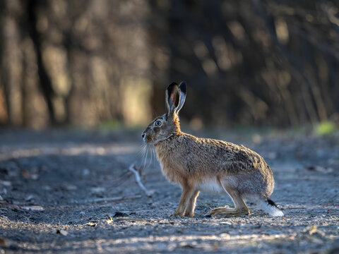 Alert brown hare standing in dirt with trees in background