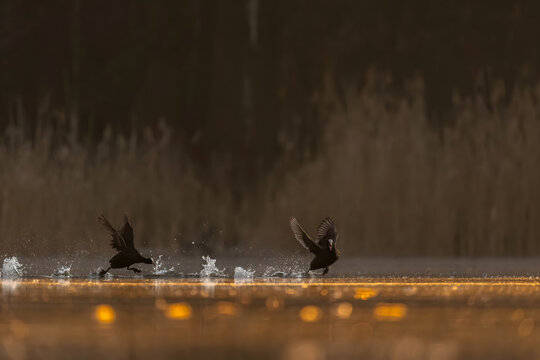 Two birds taking off from water with splashes at sunset