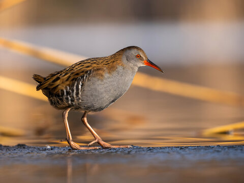 Bird with distinctive orange beak and legs walking on water's ed