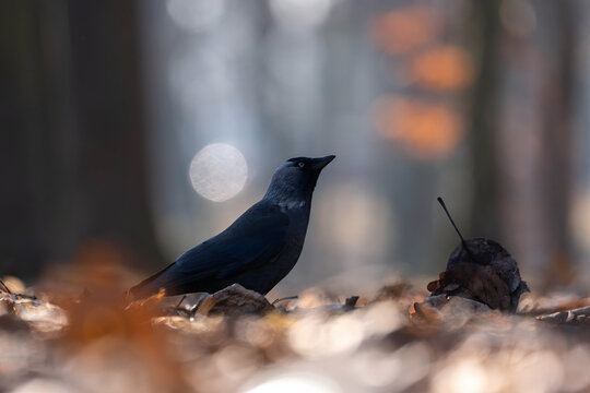Jackdaw bird standing on forest floor with autumn leaves