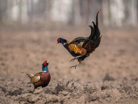 Two pheasants fighting in muddy field during spring