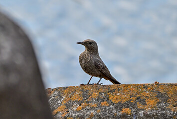 テトラポッドの上にいるイソヒヨドリの雌