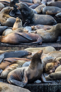 Coastal Sea Lions Resting and Interacting on Weathered Dock in a