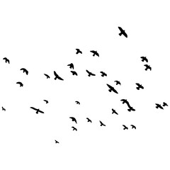 Fototapeta premium Silhouette of a Flock of Birds. Isolated on White Background. Vector Illustration.