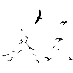 Silhouette of a Flock of Birds. Isolated on White Background. Vector Illustration.