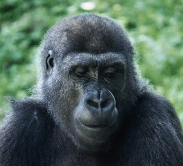 
Close-up of a pensive female gorilla