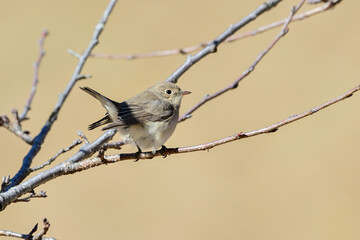枝に留まっているニシオジロビタキ
