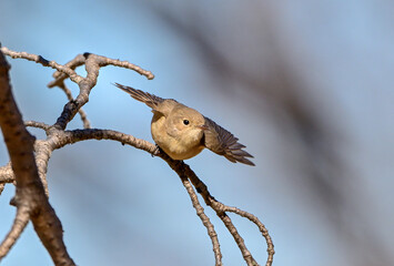 枝から飛び出すニシオジロビタキ