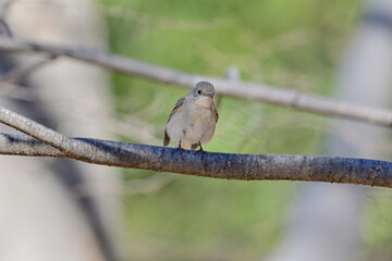枝に留まっているニシオジロビタキ