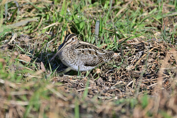 湿地にいるタシギ