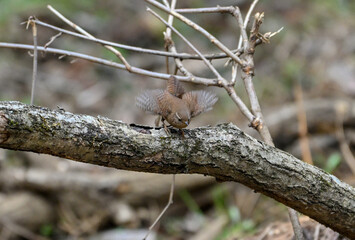 枯木から飛び立つミソサザイ
