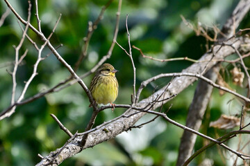 枯枝に留まるアオジ