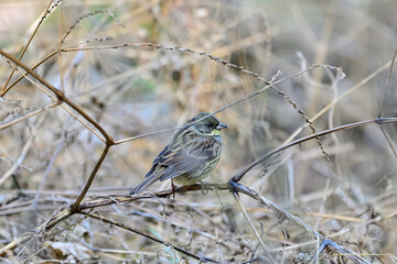 枯草に留まるアオジ