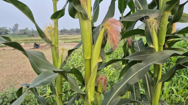 Professional RAW close-up shot of fresh corn silk and young maize ears growing on plants in a field in Bangladesh, 4K UHD 30fps.