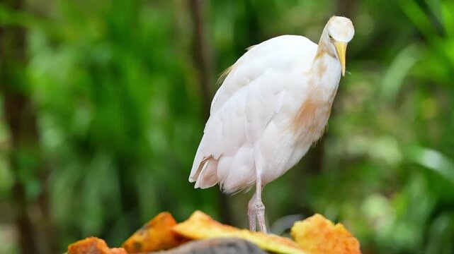 beautiful cattle egret in the park in the afternoon
