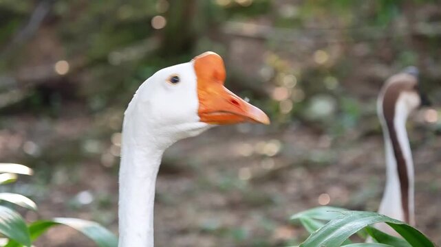 quack quack the goose is moving