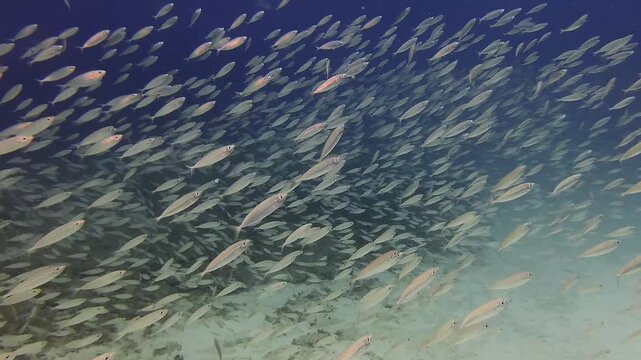 A tightly packed school of silver fish moves in synchrony through the open waters of Mauritius, forming hypnotic patterns. Ideal for themes of teamwork, behavior, abundance, and marine wilderness.