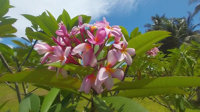 Pink Kamboja in Papua Indonesia